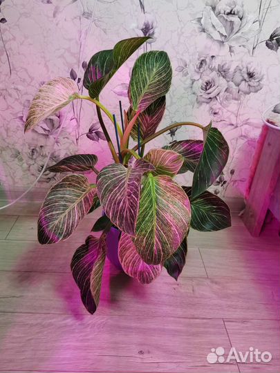 Филодендрон Биркин