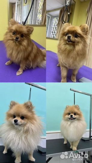 Груминг кошек и собак. Уз чистка зубов