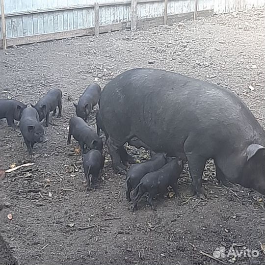 Ветнамские поросята