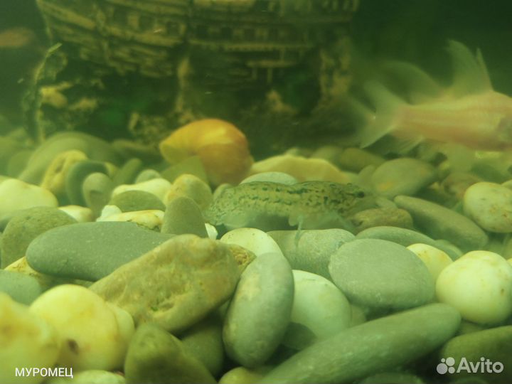 Мраморный аквариумный рак