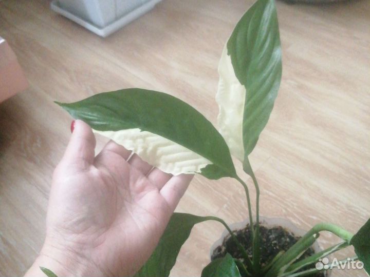 Спатифиллум разные сорта
