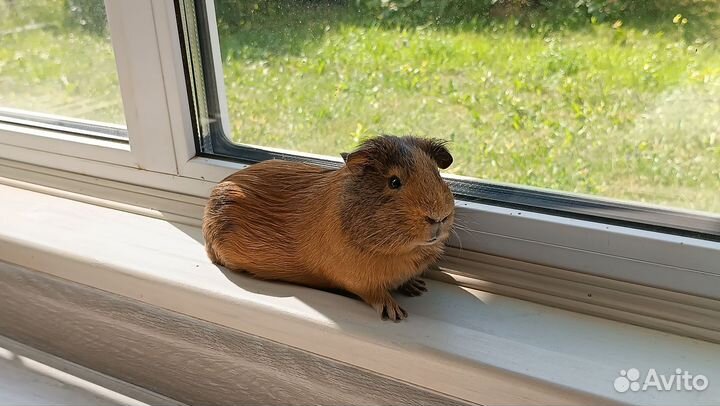 Морские свинки