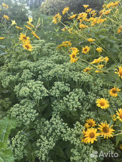 Лилейники, гортензия