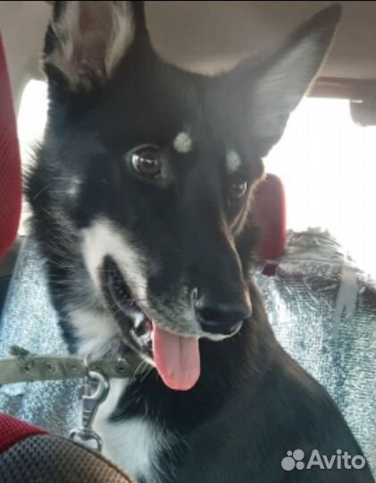 Щенок ищет дом