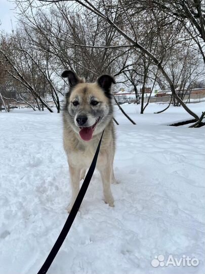 Собака в добрые руки нежная девочка