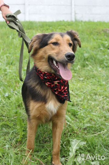 Статный пес хочет домой