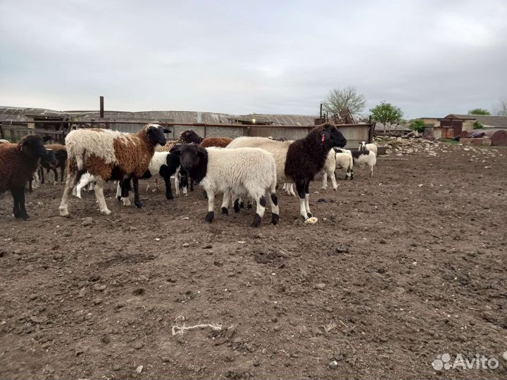 Бараны дорперы