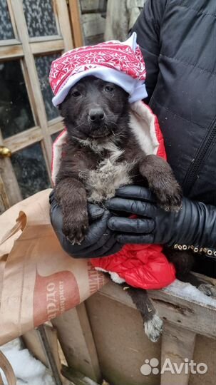 Щенки 2 месяца бесплатно