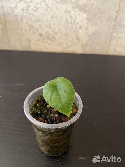 Алоказия мело