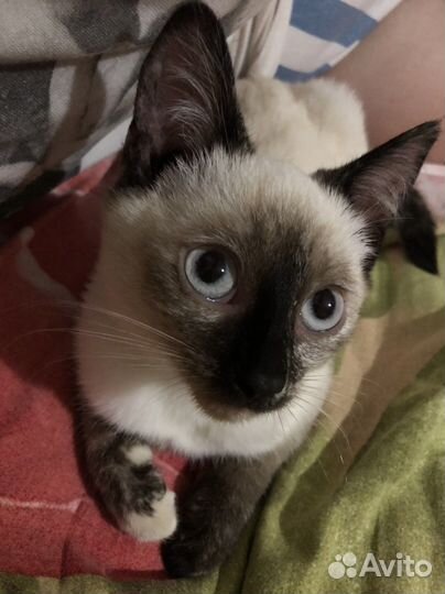 Отдам тайского котенка