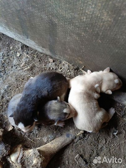 Щенки хаски