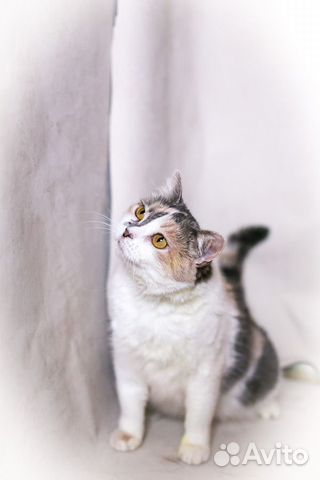 Кошка Ариша объявление продам