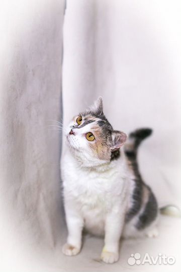 Кошка Ариша