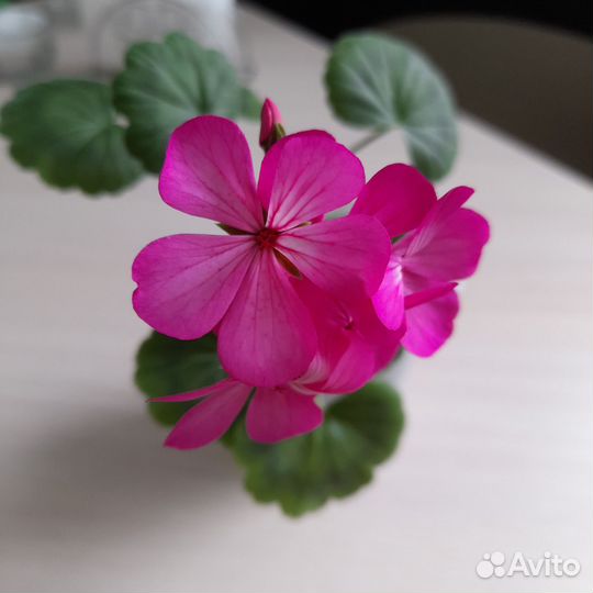 Комнатные цветы. Герань пеларгония
