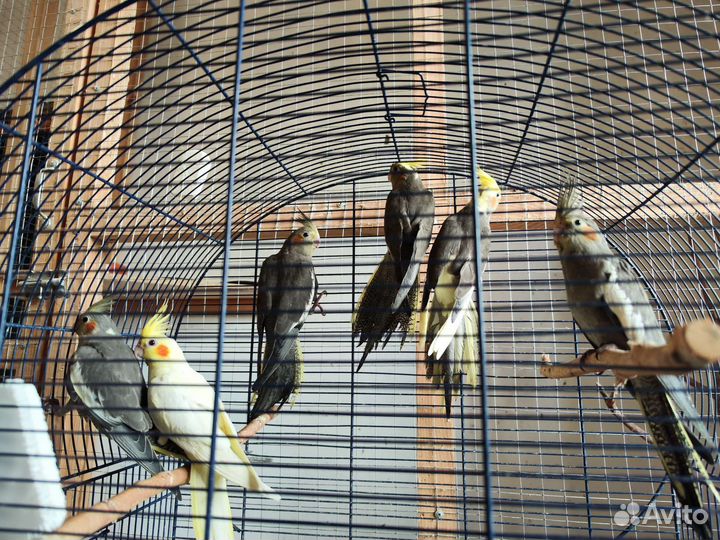 Птенцы попугая Корелла