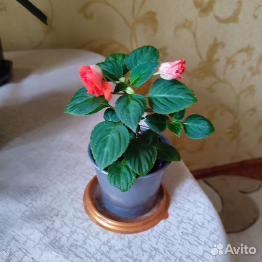 Бальзамин махр.оранж.Гибискус