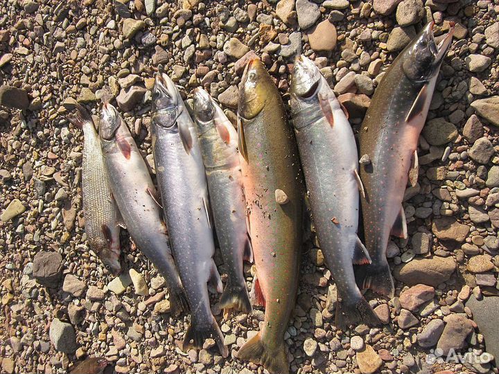 Свежая рыба Голец