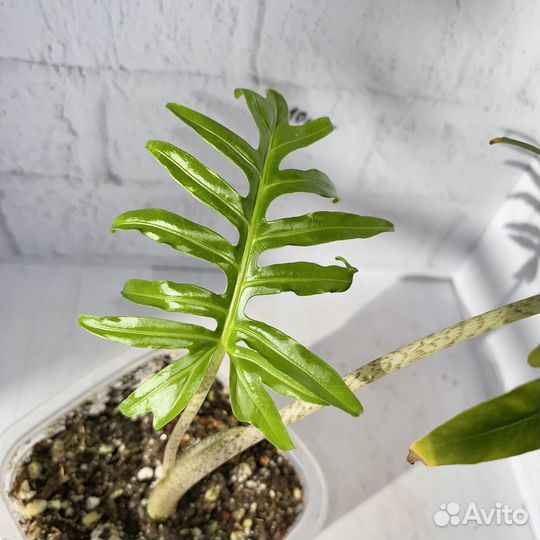 Алоказия брансифолия