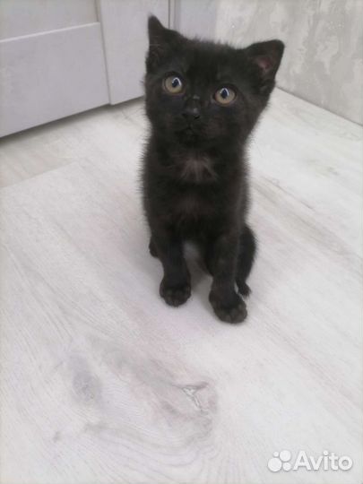 Котята в дар бесплатно