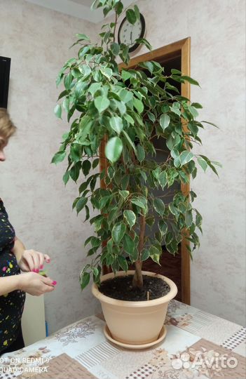 Фикус бенджамина пестролистный