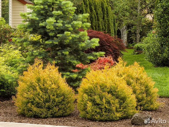 Туя Рейнголд