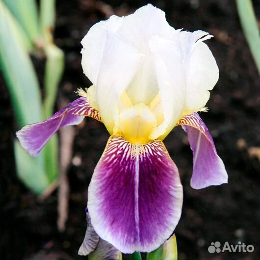 Ирис бородатый высокорослый Американ патриот