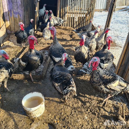 Индюки самцы и яйца на инкубацию