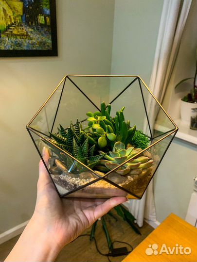 Мастер-класс по созданию флорариума из суккулентов