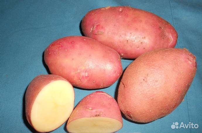 Продам картофель