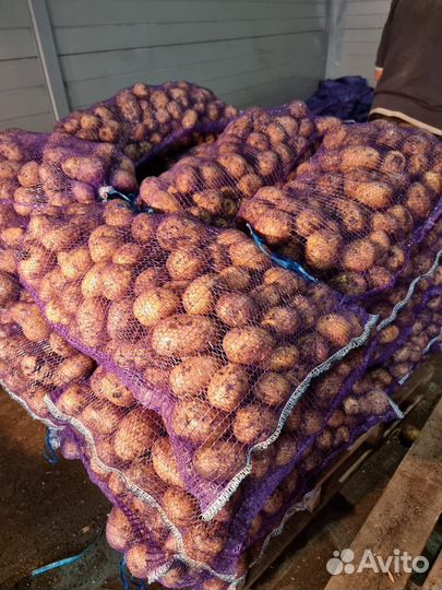 Картофель, урожай 23г