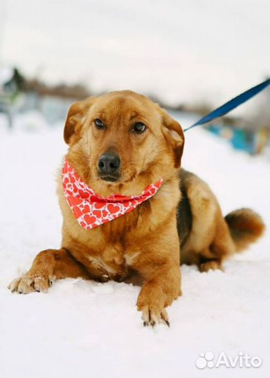 Рыжее солнышко из приюта на счастье