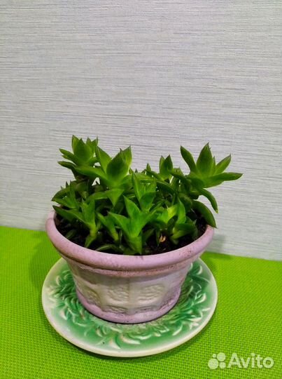 Хавортия ладьевидная