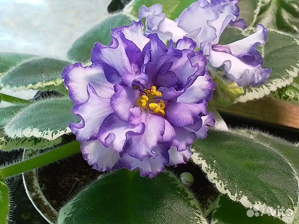 Фиалки сортовые более 600 сортов