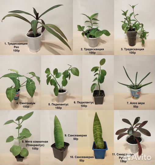 Растения комнатные