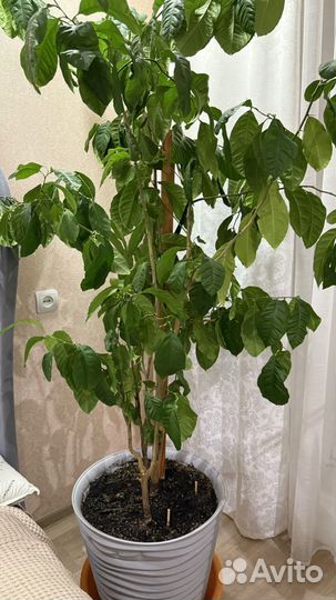 Лимонное дерево