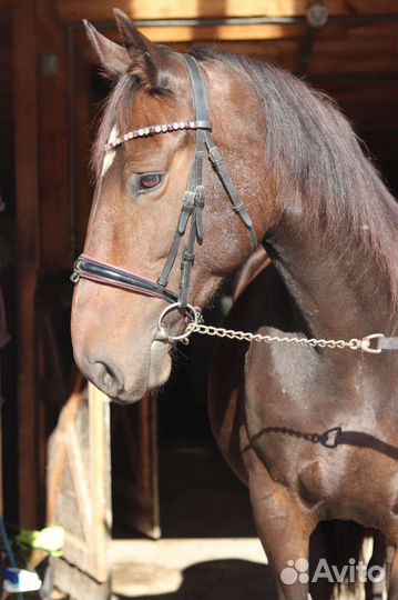 Лошадь кобыла