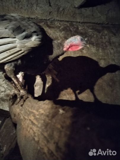 Индюки индюшата