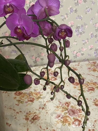 Продам орхидею