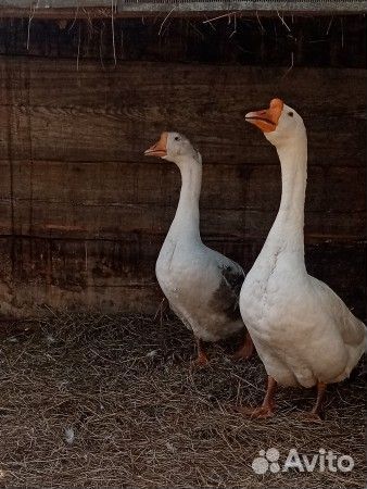 Гусыня / Гусь