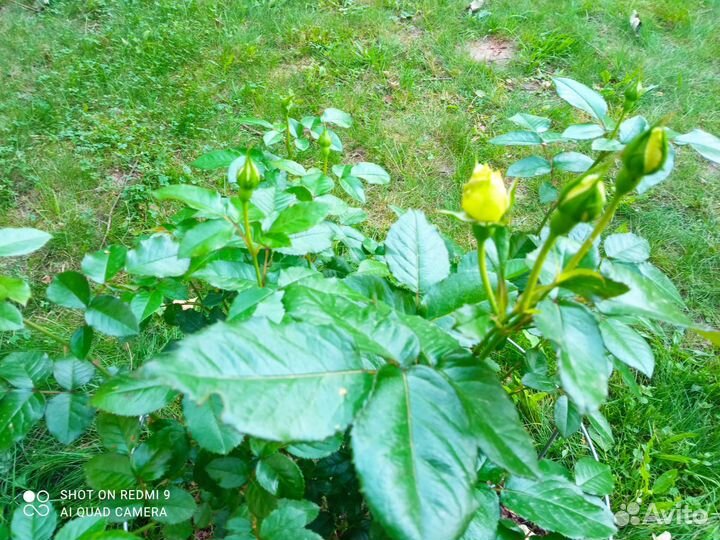 Пищевые отходы для животных