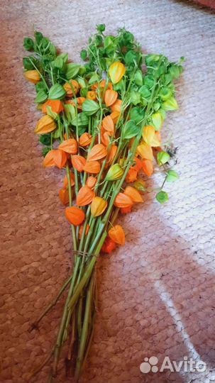 Физалис сухоцвет для букета.Натуральный Сухоцвет