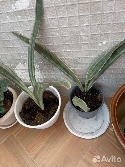 Сансивиерия Мунштайн