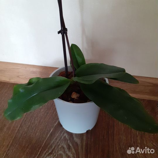 Орхидея башмачок пафиопедилум