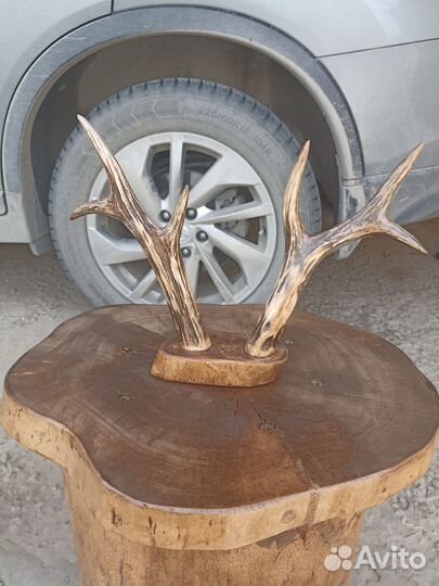 Продам рога косули