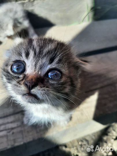 Кошки в добрые руки бесплатно