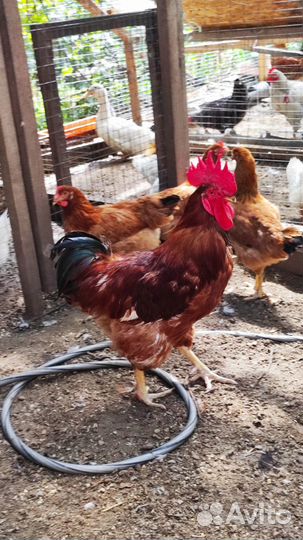 Петух Тоджон (Ханхяп)