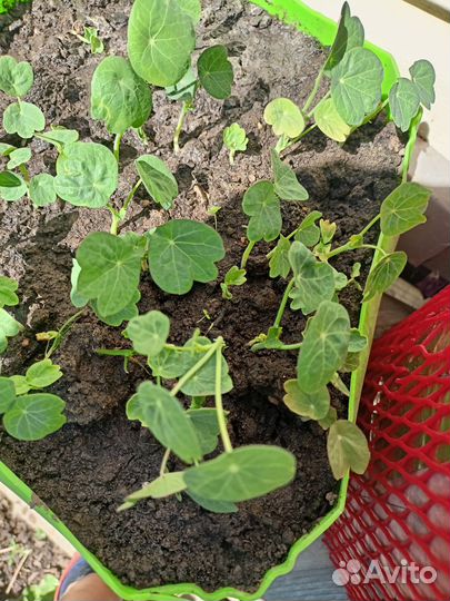 Рассада цветов