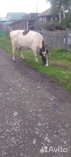 Корова стельная дойная