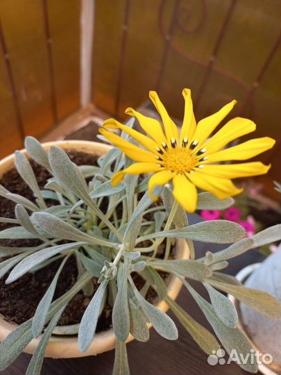 Вегетативные растения