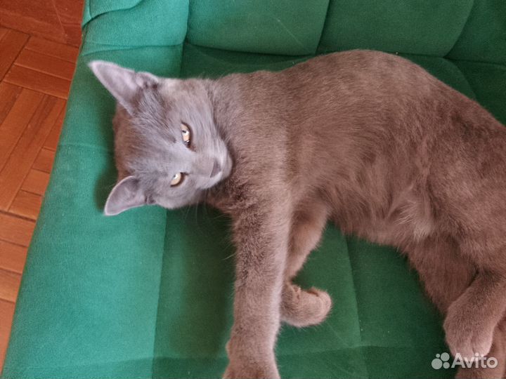 Котик в добрые руки